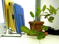 desk-and-plant-by-mconnors.JPG